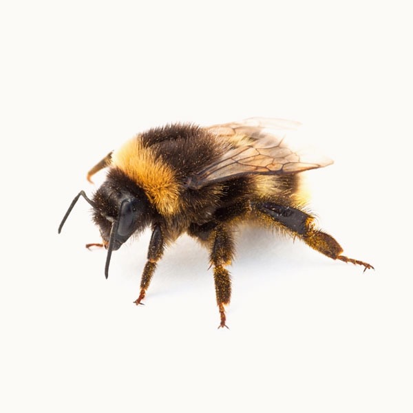 Bee Representing Appointed Representative