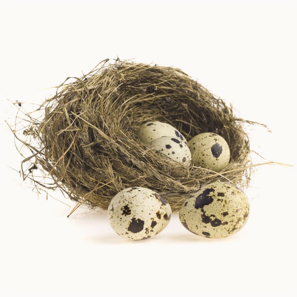 Nest and Eggs Representing Investment Exit